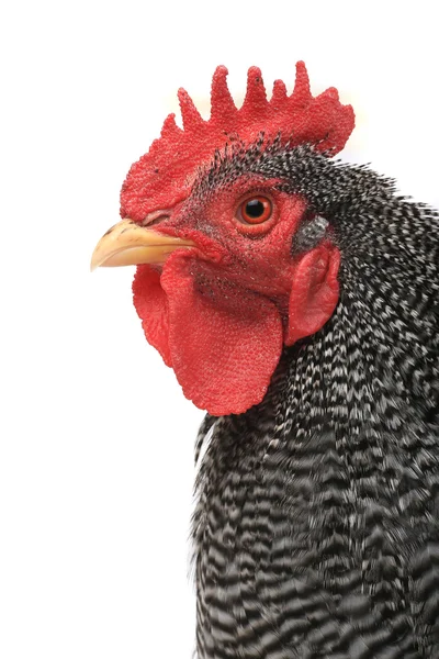 Portrait of rooster — Stock Photo, Image