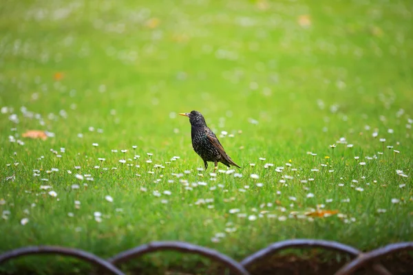 Starling on a green meadow — Stock Photo, Image