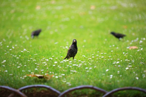Starling on a green meadow — Stock Photo, Image