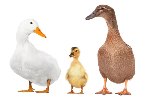 Duck — Stock Photo, Image