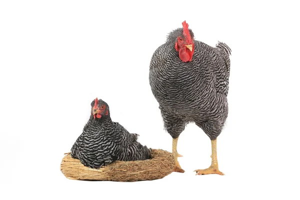 Horoz ve tavuk ve yakın bir yuva — Stok fotoğraf