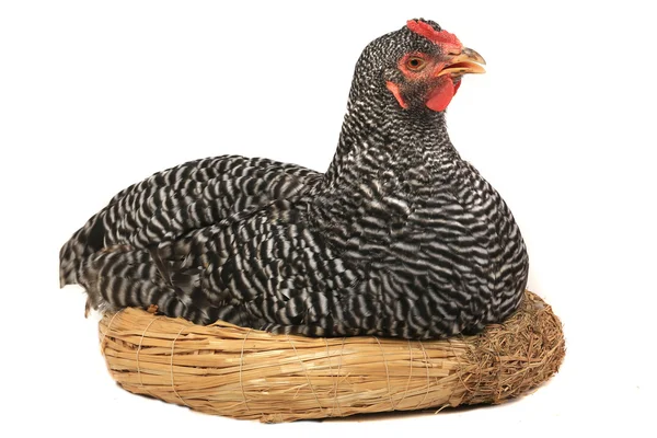 Galo e frango e perto de um ninho — Fotografia de Stock