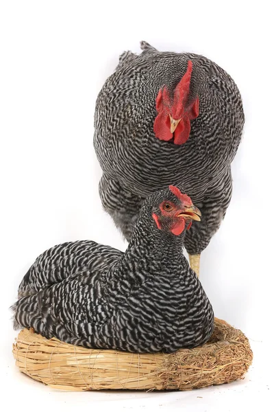 Rooster and chicken and near a nest — Stock Photo, Image