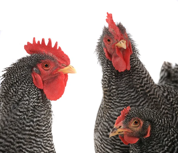 Retrato de tres gallinas —  Fotos de Stock