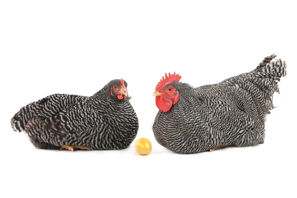 Hen and rooster near gold egg — Stock Photo, Image