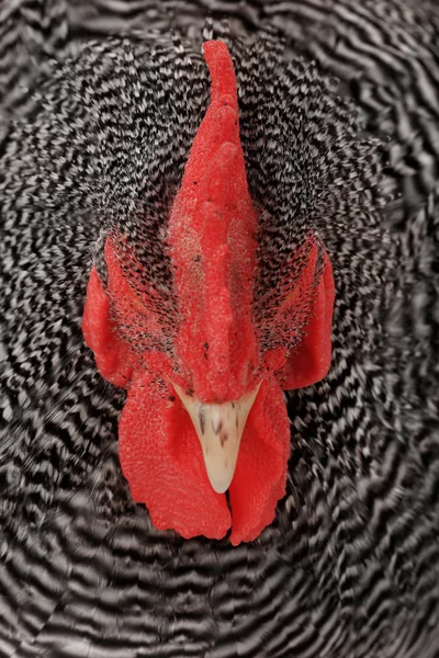 Portrait of rooster — Stock Photo, Image