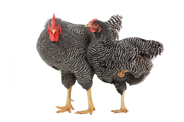 Rooster and hen — Stock Photo, Image