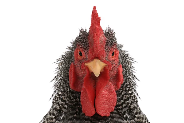 Portrait of rooster — Stock Photo, Image