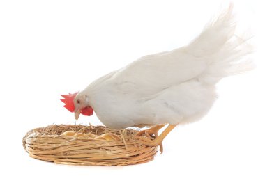 altın yumurta yuva yakınındaki ayak tavuk