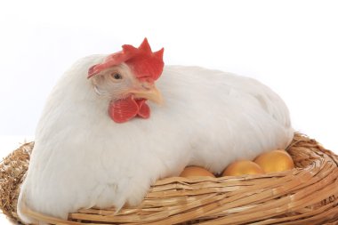 altın yumurta yuva yakınındaki ayak tavuk