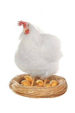 altın yumurta yuva yakınındaki ayak tavuk