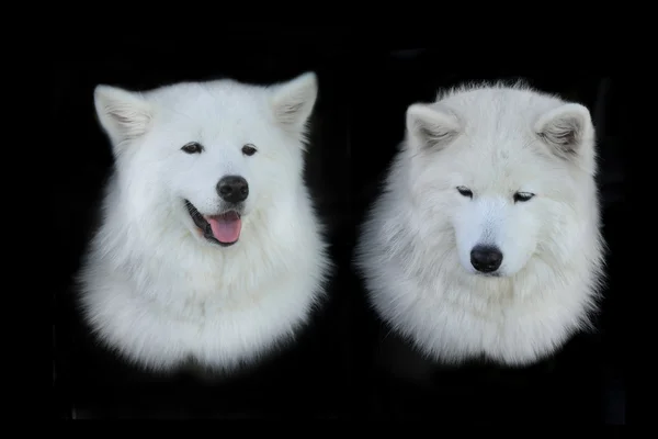 Beautiful portrait of the Samoyed dog — Stock Photo, Image