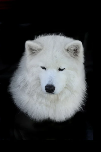 萨摩耶德犬的美丽的画像 — 图库照片