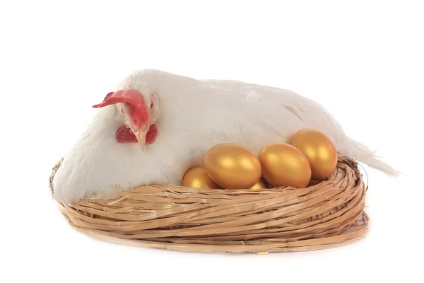 Feet chicken near a nest with gold eggs — Stock Photo, Image