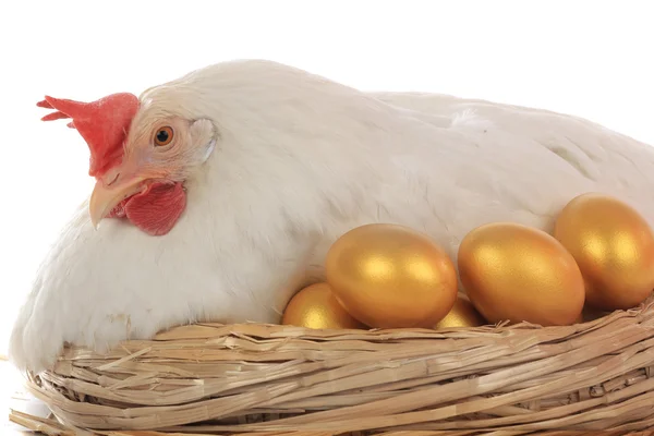 Pés de frango perto de um ninho com ovos de ouro — Fotografia de Stock