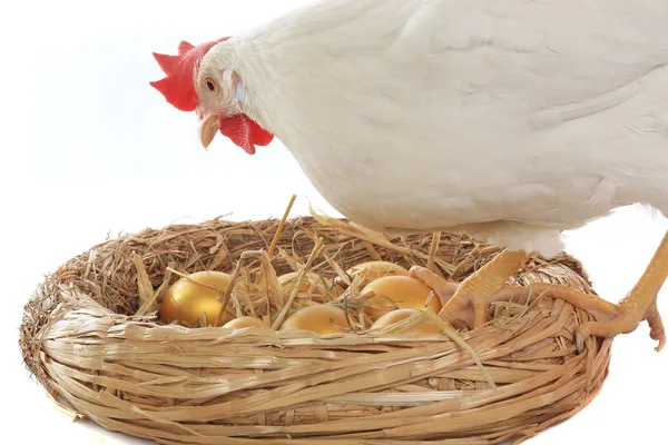 Feet chicken near a nest with gold eggs — Stock Photo, Image