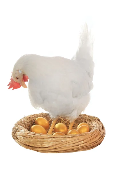 Füße Huhn in der Nähe eines Nestes mit goldenen Eiern — Stockfoto