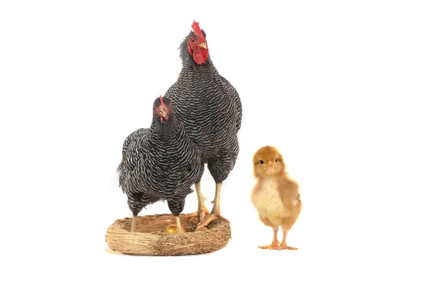 Galo e galinha — Fotografia de Stock