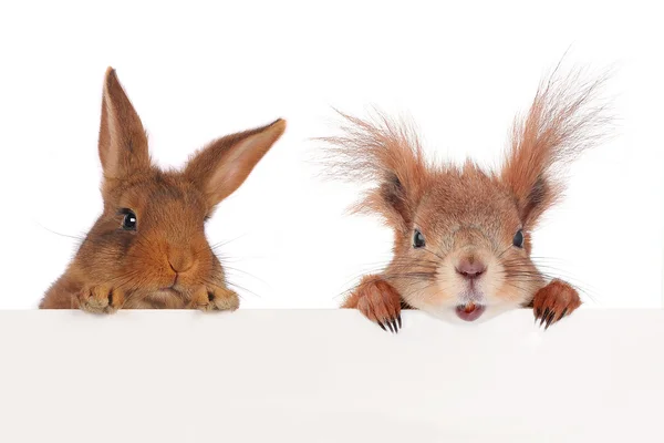 Eichhörnchen und zwei Kaninchen mit Laken für eine Textschrift — Stockfoto