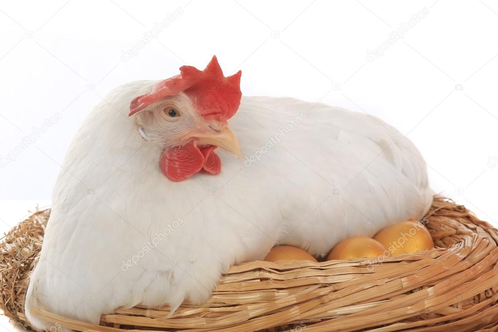 Feet chicken near a nest with gold eggs