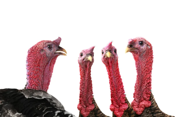 Turkeys — Stock Photo, Image