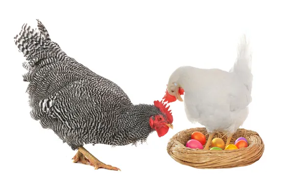 Gallina e gallo — Foto Stock