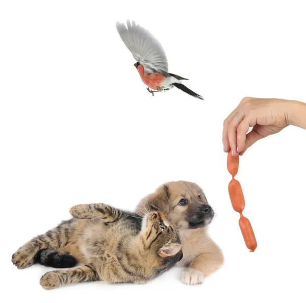 Bullfinches and Dog — Stock Photo, Image