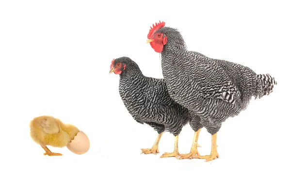 Kohout slepice a kuřata — Stock fotografie