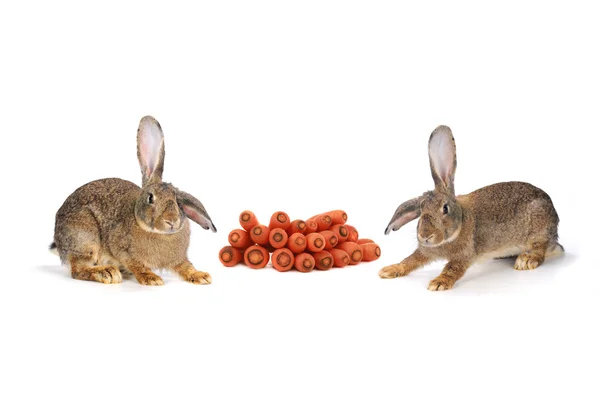 Grey rabbits — Stock Photo, Image