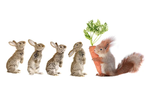 Rabbits and gray — Stock Photo, Image