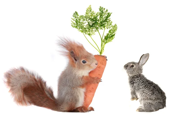 Abbit e esquilo com cenoura — Fotografia de Stock