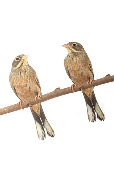 Reed Buntings — Stock Photo, Image