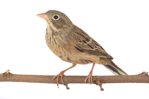 Reed Bunting — Stock Photo, Image