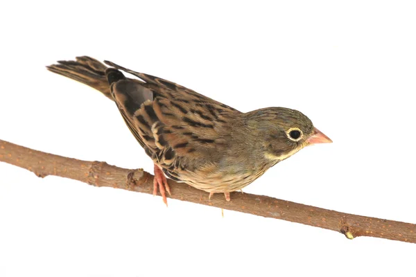 Reed Bunting — Stock Photo, Image