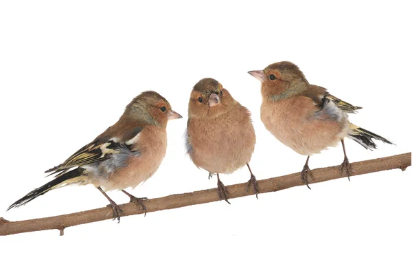 Chaffinch — Stock Photo, Image