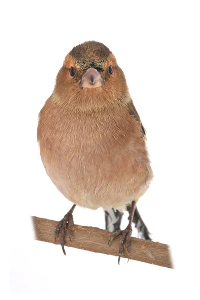 Chaffinch — Stock Photo, Image