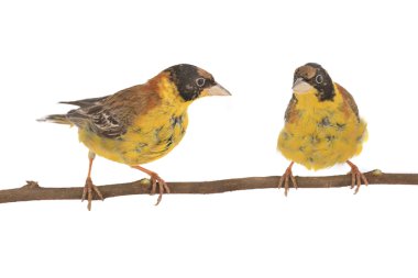 Kara başlı kiraz kuşu