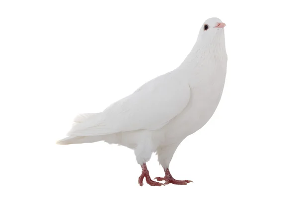 White dove — Stock Photo, Image