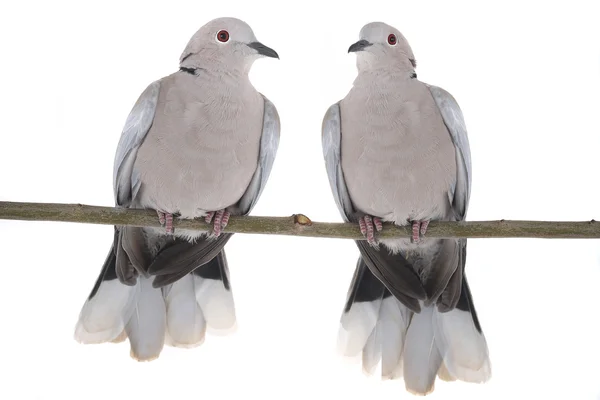 Two eurasian collared dove — Stock Photo, Image