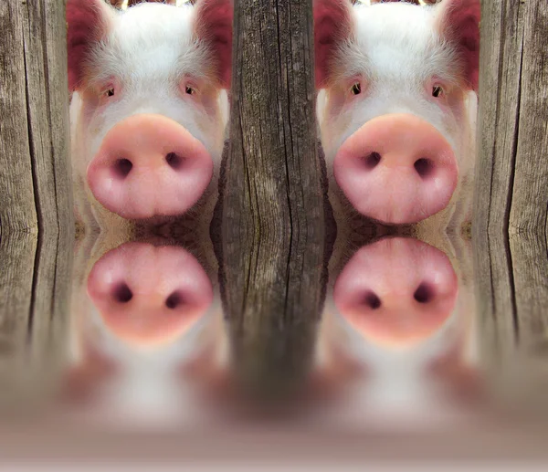 Stora grisen — Stockfoto