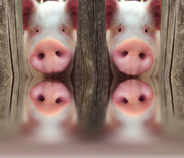 Großes Schwein — Stockfoto