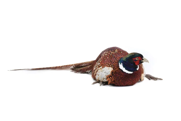 Pheasant — Stock Photo, Image