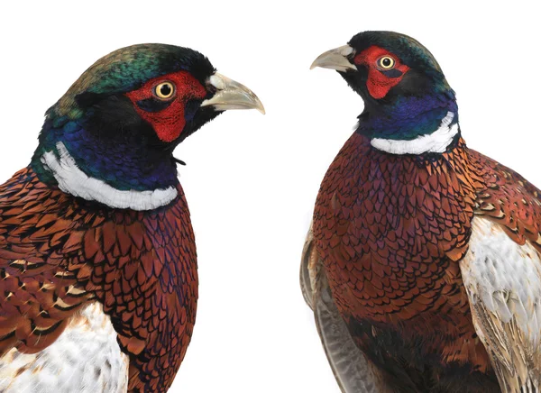 Pheasant — Stock Photo, Image