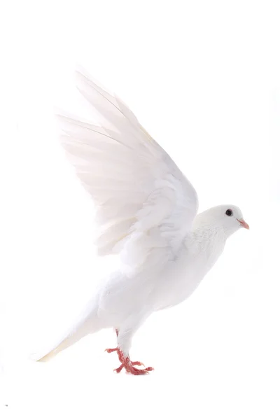 Frei fliegende weiße Taube — Stockfoto