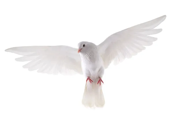 Ücretsiz uçan beyaz güvercin