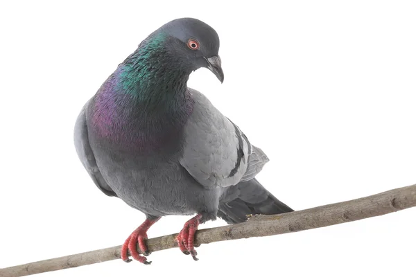 Šedá holubice — Stock fotografie