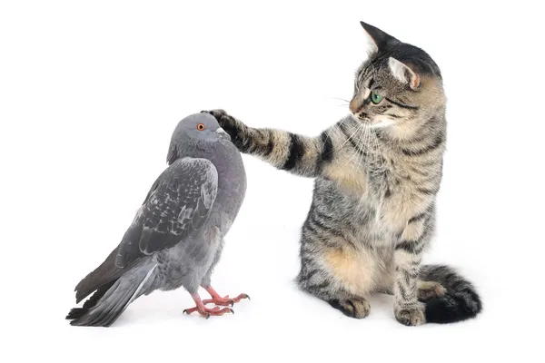 Cat irons a paw of a pigeon — Stock Photo, Image