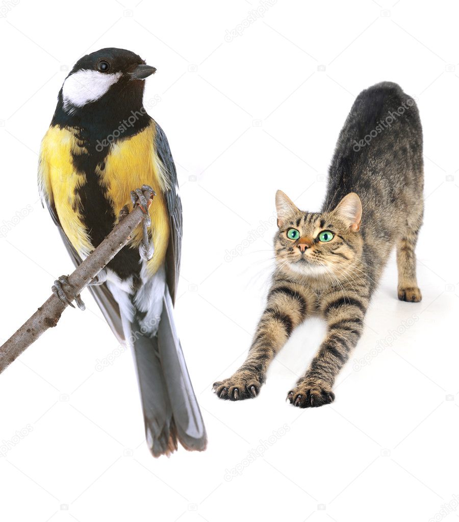 cat and titmouse