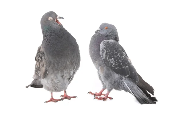 Zwei Tauben — Stockfoto