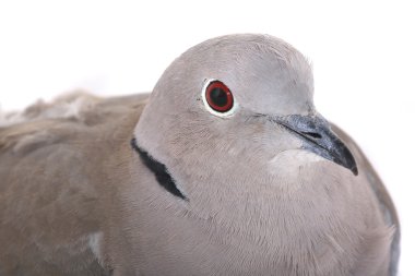 Avrasya yakalı güvercin